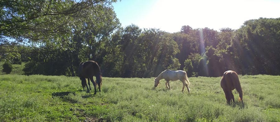 horses in pasture